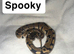 3 beautiful snakes looking for homes