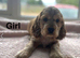 Gorgeous spaniel girls ready now