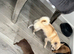 Apple head chihuahuas
