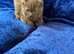 Top pedigree bsh kittens cinnamon and lilac gccf
