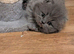 Kittens British Shorthair