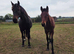 Beautiful Class 1 Irish Draught Mare. Broodmare or Project