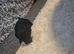 2 male toy poodles