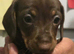 Miniature Daschund Pups