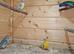 Neophema splendida parakeet