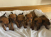 Lakeland terrier x dachshund puppies