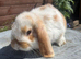 Mini lops ready now