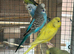 Budgies for sale