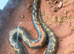 Sand boa chunky female