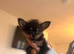 2 11 Week Old Pure Bred Chihuahua Puppies - 1 Boy 1 Girl, long-haired and short-haired