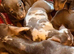 Beautiful Minature dachshund puppies ( pra clear )