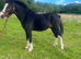 Registered welsh A dark bay