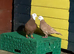 Iranian and Afghan pigeons (((plz read description first)))