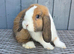 Beautiful Mini Lop Rabbit