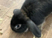 Male mini lop