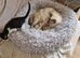 Ragdoll mix kitten