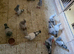 syrian damascene dewlap pigeons