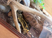 2 leopard geckos male & female
