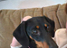3 year old Miniature dachshund Minnie