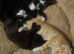 5 playfull kittens
