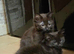4 beautiful kittens for sale
