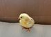 Serama chicks x 2 - smallest chicken