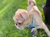 1 male 11 weeks old