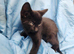 11 adorable kittens for sale