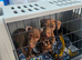 Fully vaccinated female patterdales, working pups