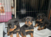 Kc Registered Rottwiler puppies