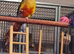 Friendly 2 year old pineapple conure