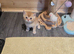 Beautiful Scottish straight kittens