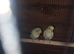 Rec / Pied baby Budgies