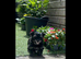 Stunning unique Morkies (maltese x yorkie) #Belfast#