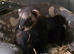 NOT FOR SALE! EU POLECAT FOR STUD ONLY!