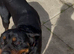 Loving Rottweiler