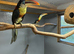 Aracari