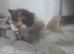 Gorgeous fluffy kittens