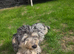 Dachshund for sale