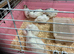 Beautiful jumbo white quail