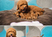 Beautiful Red Toy Poodle Puppies