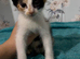 2 female kittens left