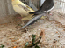 Breeding pair Cokatail