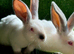 Continental giant/ Giants of Transylvania rabbits
