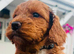 cockapoo puppies