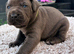 Cane corso pups
