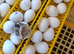 Quail chicks