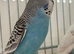 Sky Blue And White Male Budgie Ready Soon
