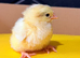 Large fowl days old mixed breed chicks