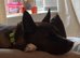 Shepsky 12 month old female